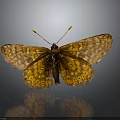 Orange and brown butterfly with patterned wings perched on reflective surface against dark background 3d model