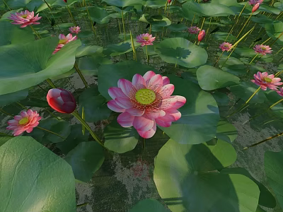Beautiful Pink Lotus Flowers With Green Lily Pads In Serene Pond Scenery 3d model