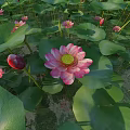 Beautiful Pink Lotus Flowers With Green Lily Pads In Serene Pond Scenery
