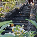 Garden Landscape Featuring Stone Steps Beagle Dog Traditional Red Pavilion And Green Foliage