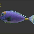 Vibrant Purple Tropical Fish With Blue Edges Orange Spots And White Tail On Gray Background