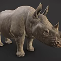 Realistic 3D Rhinoceros Model With Detailed Skin Texture And Horns