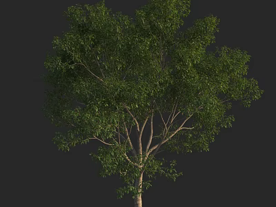 Tall Arbor Featuring Lush Green Foliage and Strong Branches in Natural Form 3d model