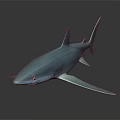 Blue Shark 3D Model With Sleek Body Distinctive Fins And Long Tail On Dark Background