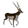 Graceful Antelope With Long Curved Horns And Brown White Coat