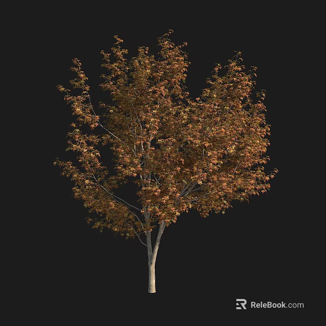 Autumn Colored Arbor with Slender Trunk and Full Lush Canopy of Leaves 3d model 