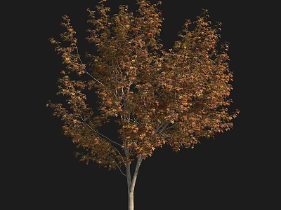 Autumn Colored Arbor with Slender Trunk and Full Lush Canopy of Leaves 3d model