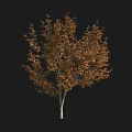 Autumn Colored Arbor with Slender Trunk and Full Lush Canopy of Leaves