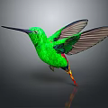 Green Hummingbird With Long Beak And Spread Wings Flying In Air