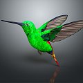 Modern Hummingbird Birds 3d model