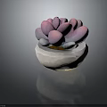 Elegant Pink Purple Succulent Plant With Plump Leaves In White Stone Pot