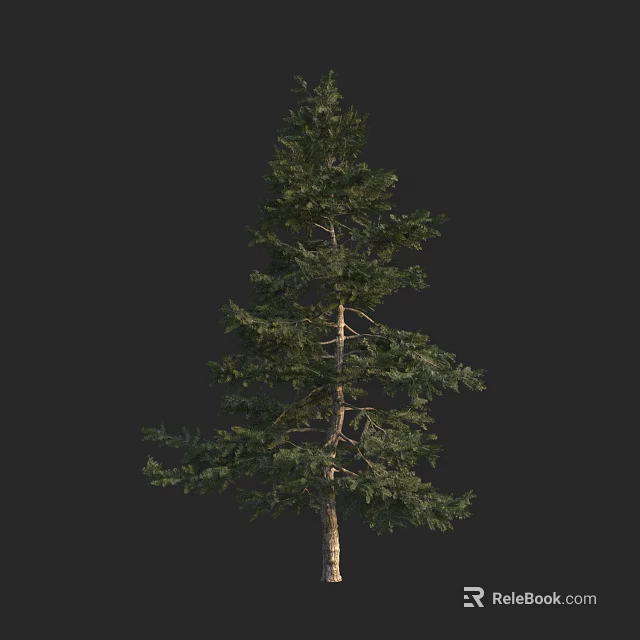 Tall Evergreen Arbor With Lush Green Foliage And Slender Trunk 3d model 