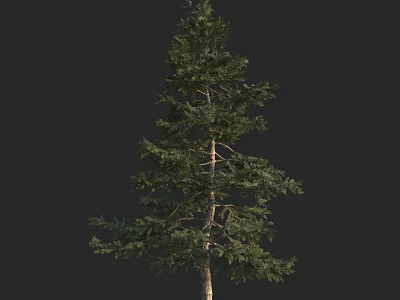 Tall Evergreen Arbor With Lush Green Foliage And Slender Trunk 3d model