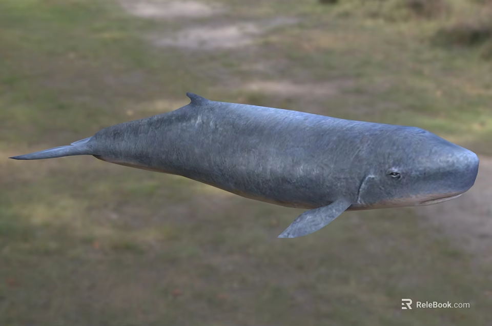 Gray Whale Lying On Green Grassy Field Natural Habitat Scene View 3d model 