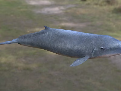 Gray Whale Lying On Green Grassy Field Natural Habitat Scene View 3d model