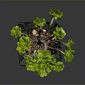 Green Succulent Plant With Multiple Branches Plump Leaves In Black Square Pot And Pebbles