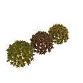 Decorative Shrub With Colorful Variegated Red Green And Yellow Leaves For Garden Decoration