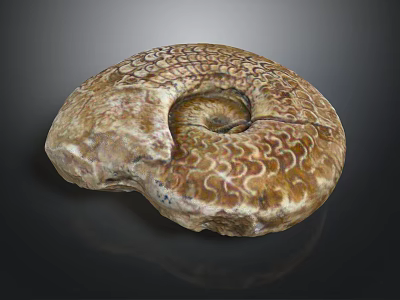 Natural Stone Ammonite Fossil Sculpture With Intricate Spiral Patterns And Textured Surface 3d model