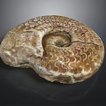 Natural Stone Ammonite Fossil Sculpture With Intricate Spiral Patterns And Textured Surface