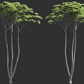 Two Tall Trees With Slender Trunks And Lush Green Leaves On Black Background