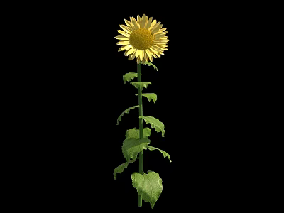 Bright Yellow Sunflower With Green Stem And Leaves Isolated On Black 3d model