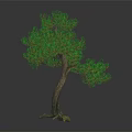 Bonsai Pine Tree with Curved Trunk and Green Needles on Dark Background