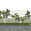 Grape Arbor With White Lattice Fence Purple Grapes And Wicker Basket