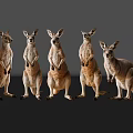 Five Kangaroos Standing Upright With Reflections On Shiny Gray Surface