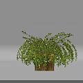 Lush Green Bonsai Plant with Cascading Leaves in Wooden Decorative Pot