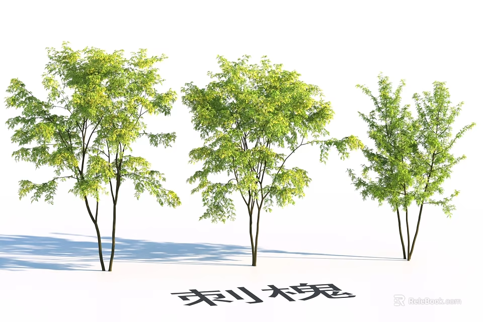 Garden Landscape Design Featuring Three Green Black Locust Trees With Lush Foliage 3d model 