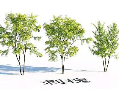 Garden Landscape Design Featuring Three Green Black Locust Trees With Lush Foliage 3d model