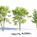 Garden Landscape Design Featuring Three Green Black Locust Trees With Lush Foliage