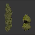 Two Green Plants Featuring Tree Like Structure And Stone Shaped Moss Growth