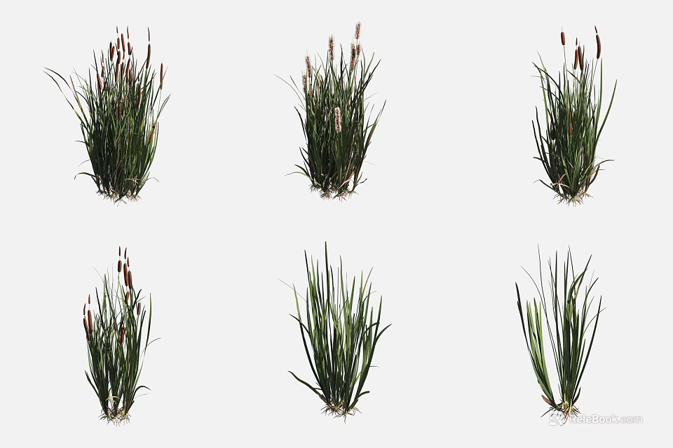 Various Aquatic Plants With Long Leaves And Spike Flowers For Water Gardens 3d model 