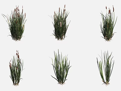 Various Aquatic Plants With Long Leaves And Spike Flowers For Water Gardens 3d model