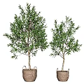 Two Potted Olive Trees With Green Leaves In Woven Baskets
