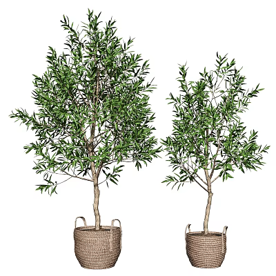 Two Potted Olive Trees With Green Leaves In Woven Baskets 3d model