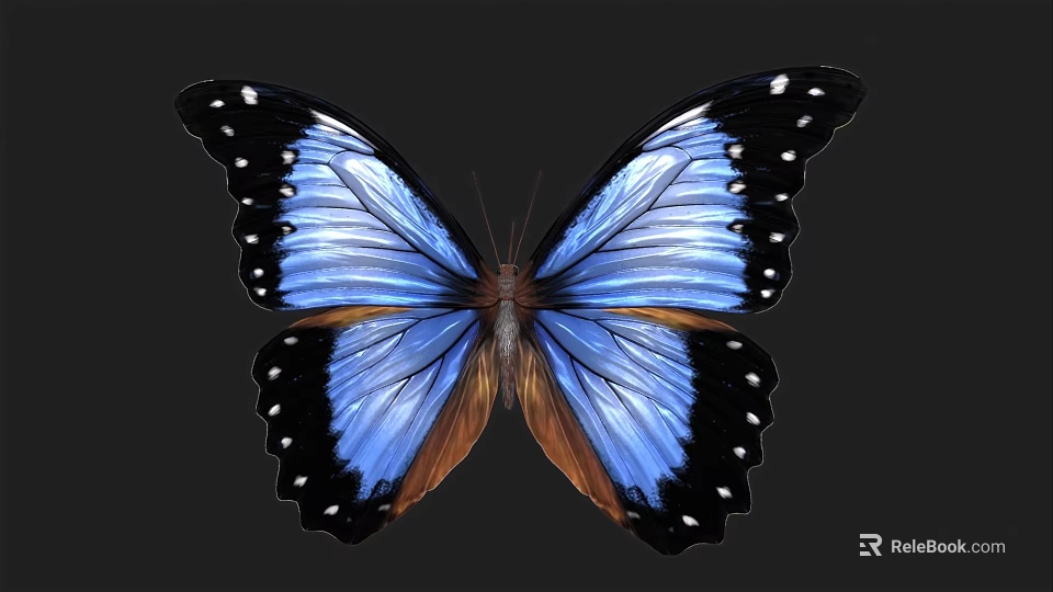 Blue And Black Butterfly With White Spots On Spread Wings And Dark Background 3d model 