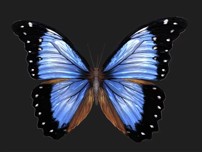 Blue And Black Butterfly With White Spots On Spread Wings And Dark Background 3d model