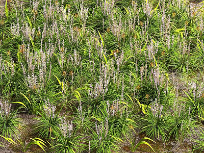 Lush Herbaceous Plants With Green Leaves And White Flowers In Dense Growth 3d model