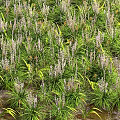 Lush Herbaceous Plants With Green Leaves And White Flowers In Dense Growth