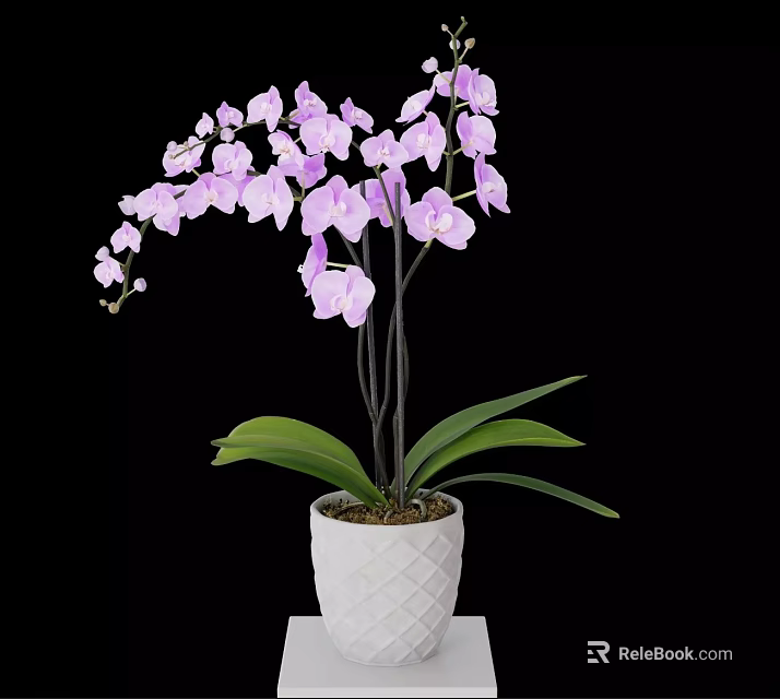 Elegant Purple Orchid Potted Plant With White Pot And Green Leaves 3d model 