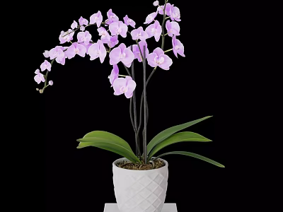 Elegant Purple Orchid Potted Plant With White Pot And Green Leaves 3d model