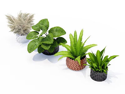 Potted Plants With Green Leafy Ferns Ornamental Grasses In Woven Ceramic And Black Pots 3d model