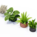 Potted Plants With Green Leafy Ferns Ornamental Grasses In Woven Ceramic And Black Pots
