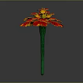 Vibrant Red And Yellow Petaled Flower With Green Stem On Dark Background