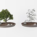 Two Ornamental Arbor Trees Planted in Circular Brick Planters With Stones And Soil
