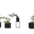 Bonsai Trees With Curved Branches And Lush Foliage In Black Square Pots And Metal Stand