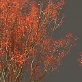 Two Red Leaved Ornamental Shrubs with Human Figure for Scale in Landscaping