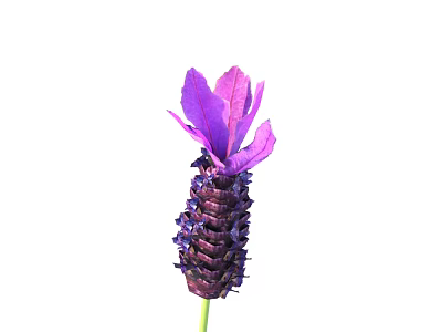 flower wild flower green plant flower 3d model flower wild flower green plant flower 3d model
